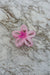 Sun Sea & Roses - Hair Clip Flower Pink